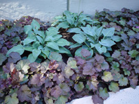 Heuchera m. P.P.jpg_s.jpg